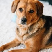 Sage laying on white carpet.