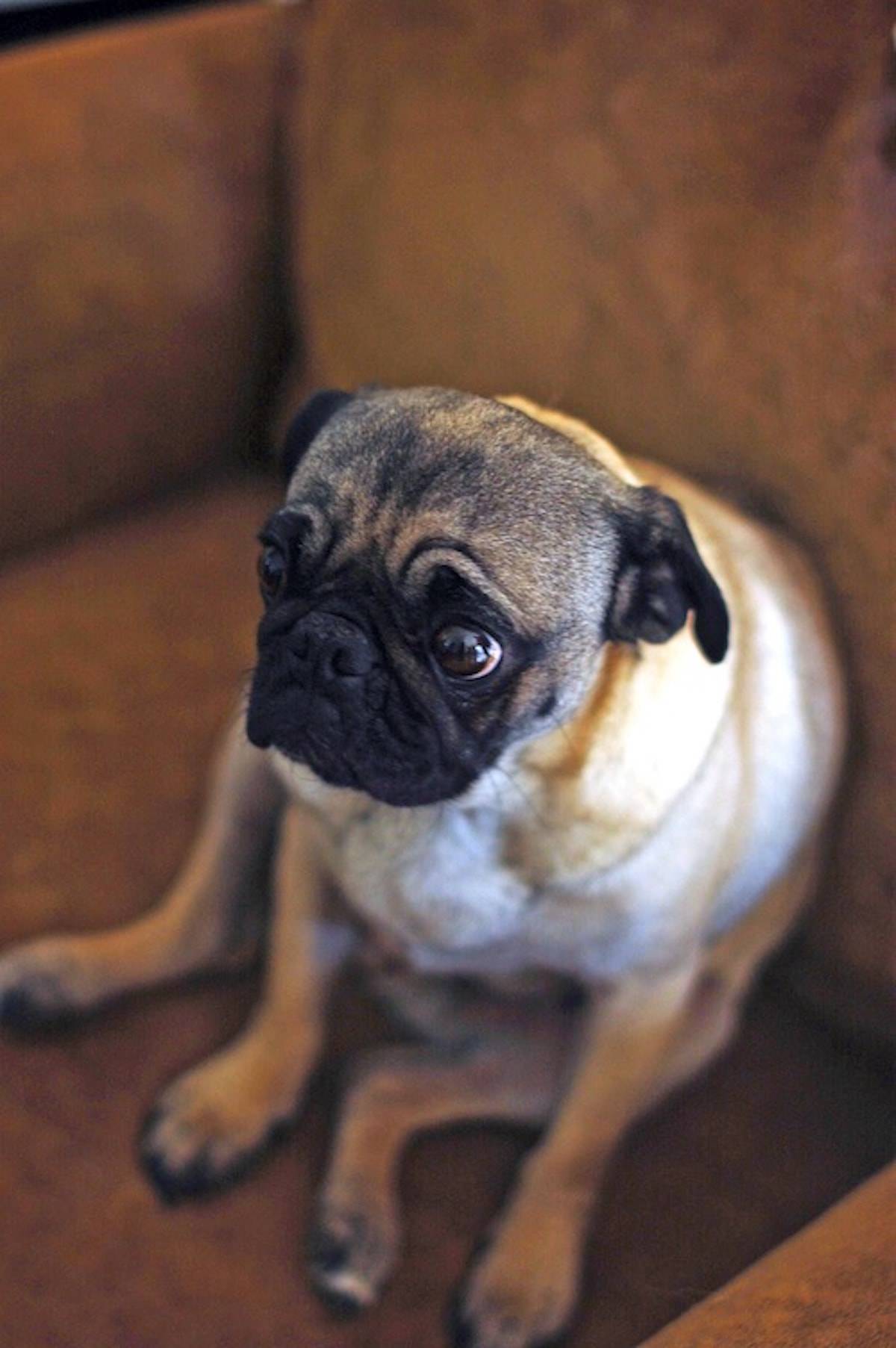Pug dog sitting.